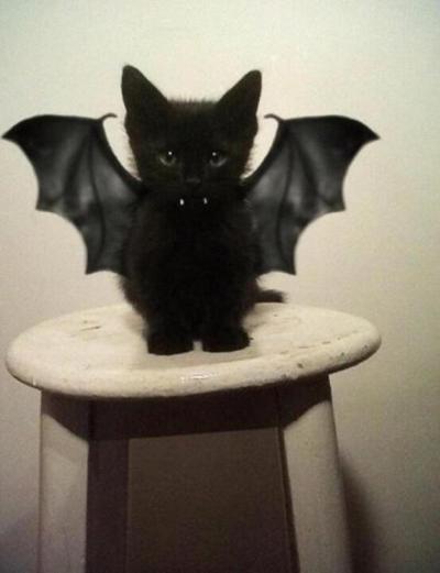a black kitten wearing bat wings and fangs